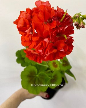 Пеларгония зональная ЛиЛи Садовница Карлотта