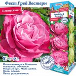Розы
