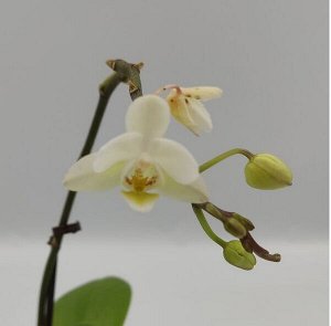 Фаленопсис, орхидея мини