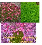 Камнеломка Арендса красно- розовая