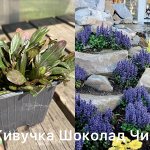 Живучка Шоколадная Чип