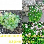 Камнеломкатеневая вариегатная