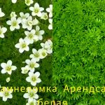 Камнеломка Арендса белая