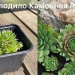 Молодило каменная роза
