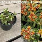 Очиток камчатский Триколор