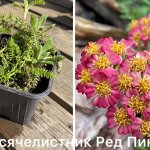 Тысячелистник Ред Пинк