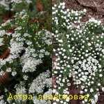 Астра вересковая почвокровная
