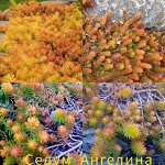 Седум Ангелина