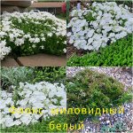 Флок шиловидный белый