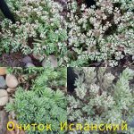 Очиток испанский