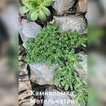 Камнеломка метельчатая