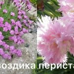 Гвоздика перистая