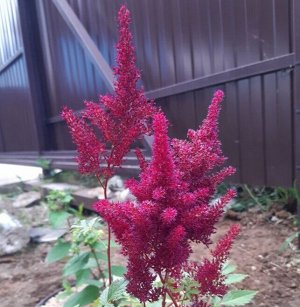 Астильба Burgundy Red саженец в горшочке