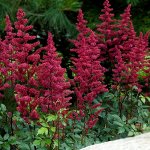 Астильба Burgundy Red саженец в горшочке