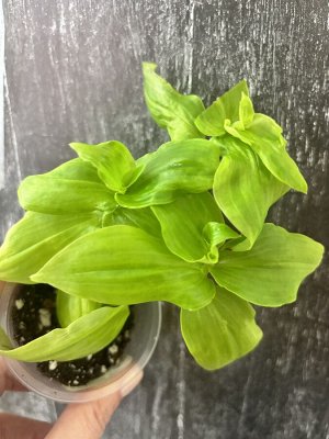 Цветы от FEViolets Сатиновая Традесканция Fluminensis Aurea