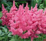Астильба Gloria Purpurea саженец в горшочке