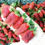 Клубника Купчиха (улучшенная)