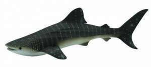 Китовая акула, XL