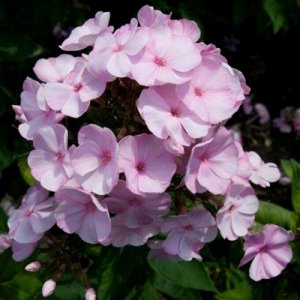 Флокс Pinky Hill new в горшочке