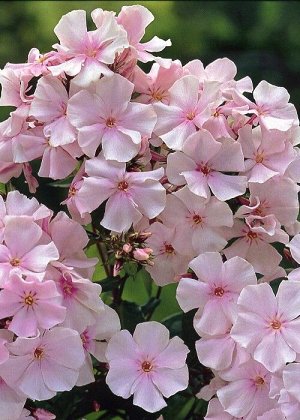 Флокс Pinky Hill new в горшочке