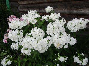 Флокс White Sparr в горшочке