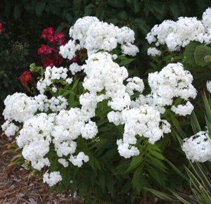 Флокс White Sparr в горшочке