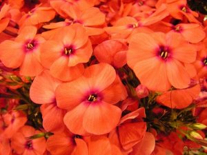 Флокс Orange Perfection  в горшочке