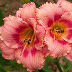 Лилейник Strawberry Candy саженец в горшочке