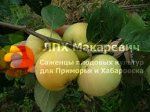 АТЛАНТКА 1л
