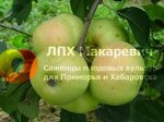 Яблоня Зеленка Сочная (2-х летний саженец )
