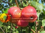 Яблоня Тонконожка (2-х летний саженец )