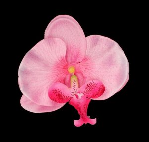 Орхидея 10см 3 штуки