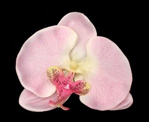 Орхидея 12см 3 штуки
