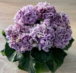 Лист фиалки