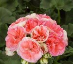 Пеларгония Rosebud Astrid /ЧЕРЕНОК
