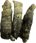 NEW! Сушеная кожа трески. Рулетики . ~ 50 гр.  ( 4-5 шт.)