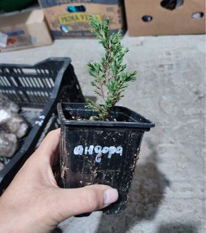 Можжевельник Андорра компакта р9