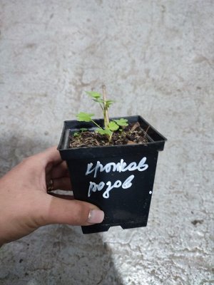 Крыжовник Розовый