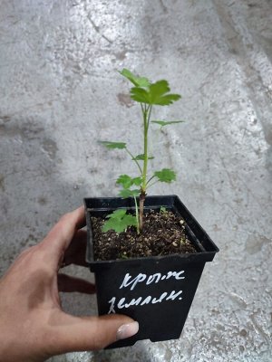 Крыжовник земляничный