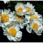 Пион Krinkled White