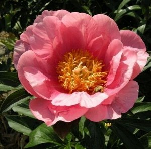Пион Lovely Rose