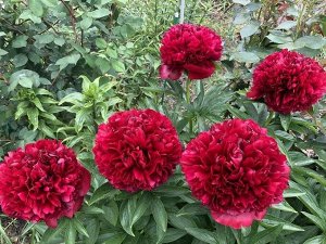 Пион Red Grace