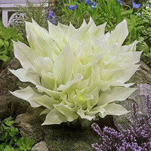 Хоста White Feather саженец в горшке