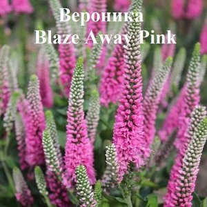 Вероника Blaze Away Pink