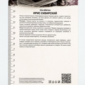 Ирис сибирский Магнетизм, р-р I, 1 шт, Весна 2024