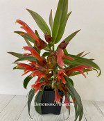 Колумнея Orange Spike