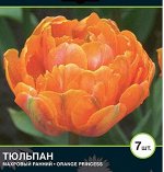 Тюльпан махровый поздний Оранж Принцесс
