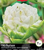 Тюльпан махровый поздний Уайт Маунтин