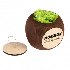 ЭкоКуб для выращивания "MossBox Fire Green Dice мох стабилизированный"