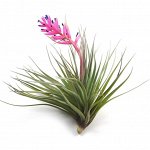 Tillandsia Silver (реальное фото в конце)